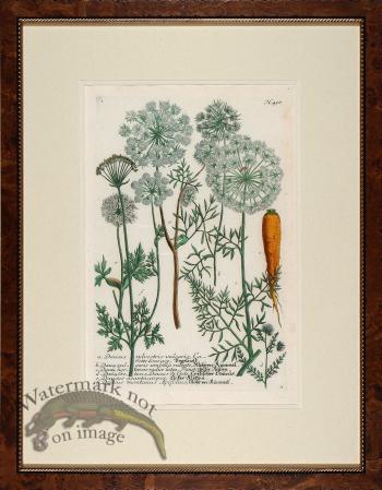 Weinmann Burl with Gold DM 05